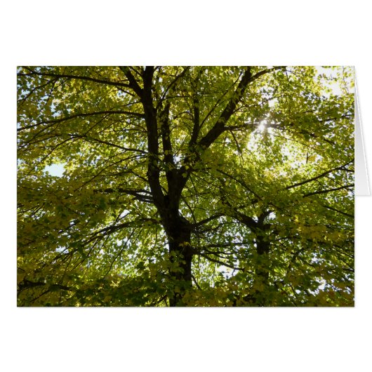 In een gele esdoorn herfst natuur (Voorkant Horizontaal)