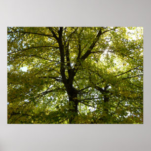 In een gele esdoorn herfst poster