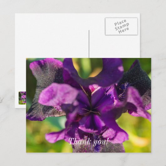 In een Iris Dank je Postkaart (Voorkant / Achterkant)