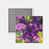 In een Iris Magneet (Voorkant / Achterkant)