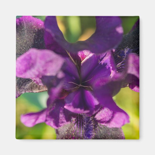In een Iris Magneet (Voorkant)