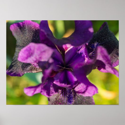 In een iris poster (Voorkant)