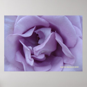 In een lavendel Roos Poster