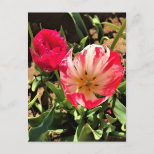 In een roze en witte Tulip Briefkaart