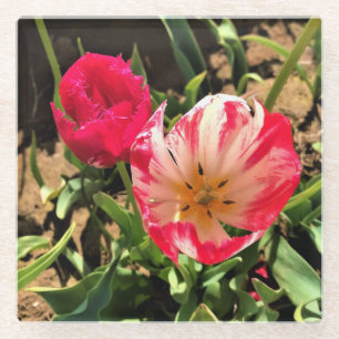 In een roze en witte Tulip Glazen Onderzetter