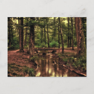 In het bos briefkaart