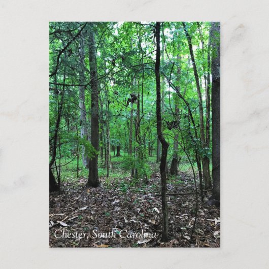 In het bos lopen, Chester, South Carolina Can Briefkaart (Voorkant)