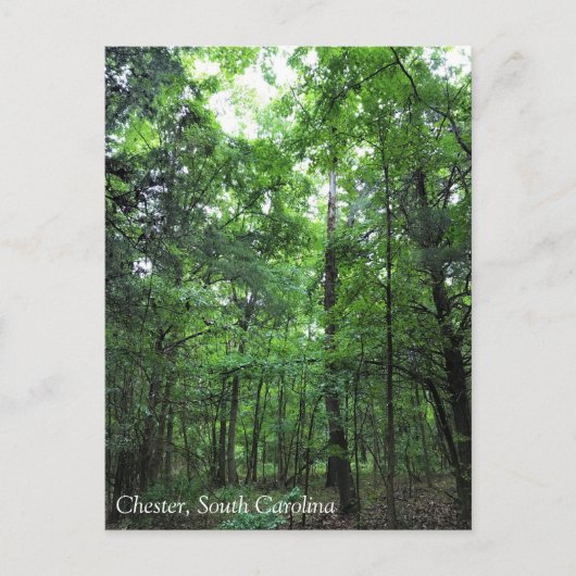 In het bos lopen, Chester, South Carolina Can Briefkaart (Voorkant)