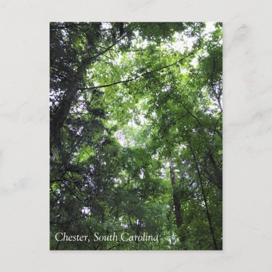 In het bos lopen, Chester, South Carolina Can Briefkaart (Voorkant)