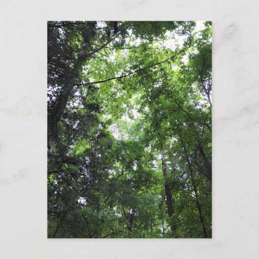 In het bos lopen, Chester, South Carolina Can Briefkaart (Voorkant)