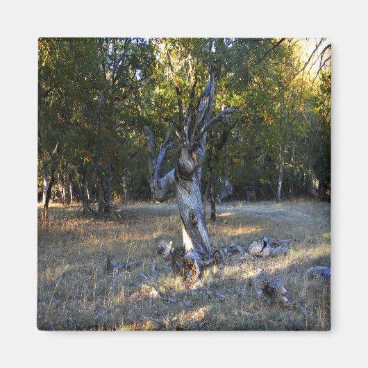 In het bos.... magneet (Voorkant)