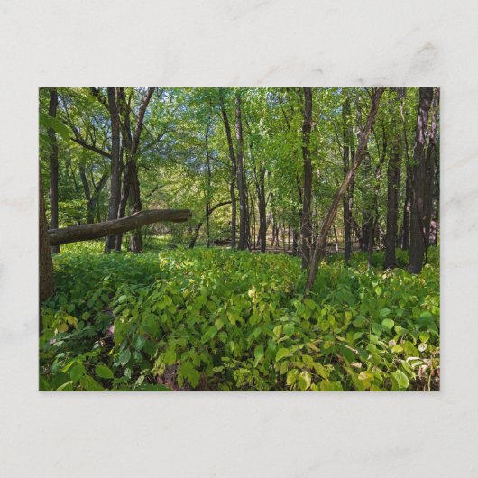 in het bos van fort snelling state park briefkaart (Voorkant)