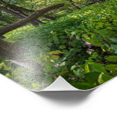 in het bos van fort snelling state park foto afdruk (Hoek)