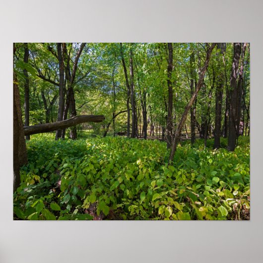 in het bos van fort snelling state park poster (Voorkant)