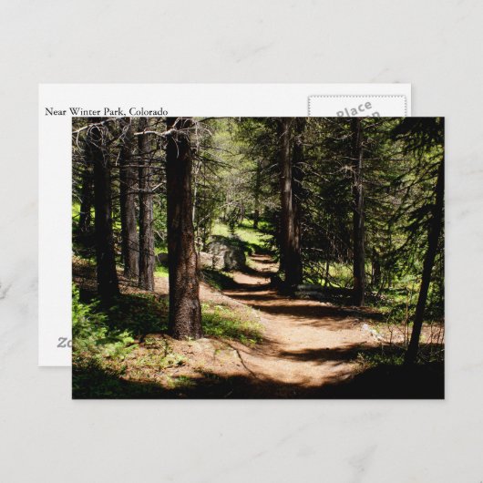 In het Briefkaart die van Pijnbomen - dichtbij Co (Voorkant / Achterkant)