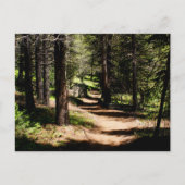 In het Briefkaart die van Pijnbomen - dichtbij Co (Voorkant)