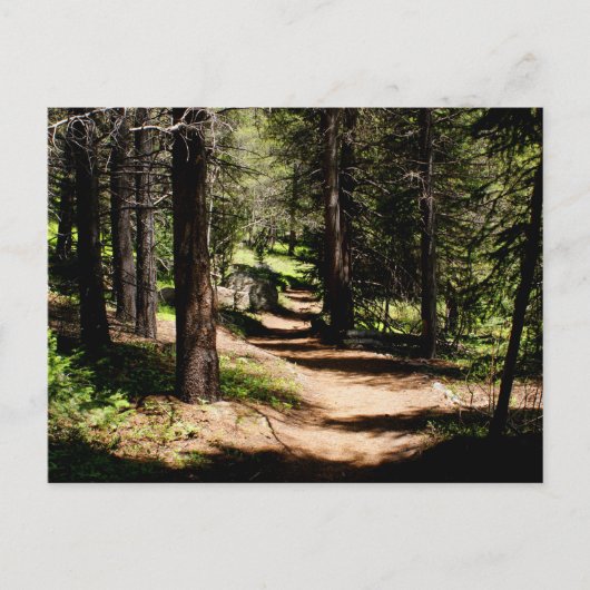 In het Briefkaart die van Pijnbomen - dichtbij Co (Voorkant)