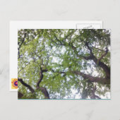 In het Briefkaart van de Foto van het Boom (Voorkant / Achterkant)