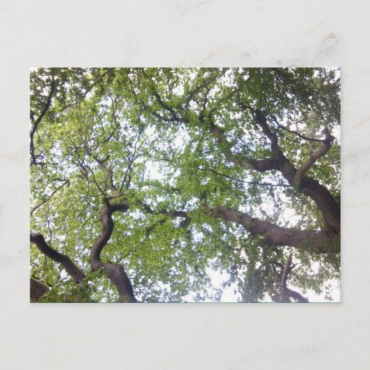 In het Briefkaart van de Foto van het Boom (Voorkant)