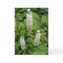 In het fraaie tuinprijscitaat van Friendship