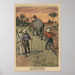 In het Frans Congo heeft olifant getraind om te pl Poster