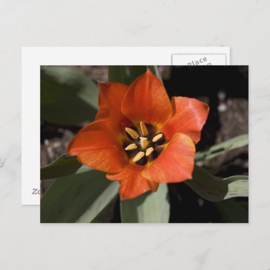 In het geheel briefkaart (Voorkant / Achterkant)