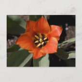 In het geheel briefkaart (Voorkant)