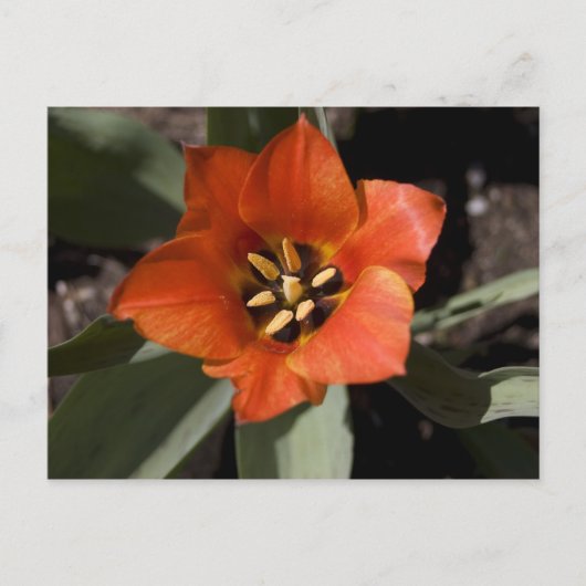 In het geheel briefkaart (Voorkant)