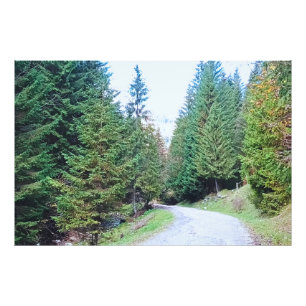 In het Hart van het Bos - Wilde Natuur Roemenië Foto Afdruk
