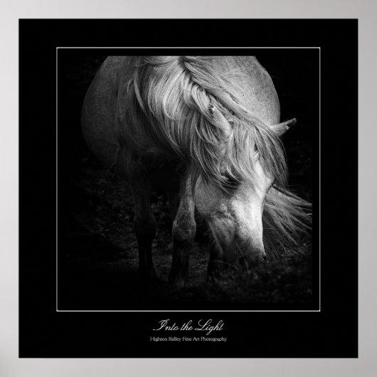 In het licht - Dartmoor Pony Poster (Voorkant)
