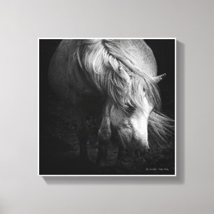 In het licht - Dartmoor Pony SMALL Canvas Afdruk