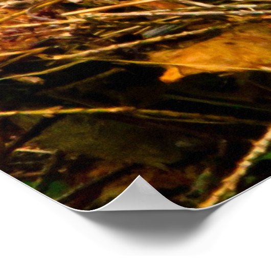 In het nest geslikte boomscheurtjes poster (Hoek)