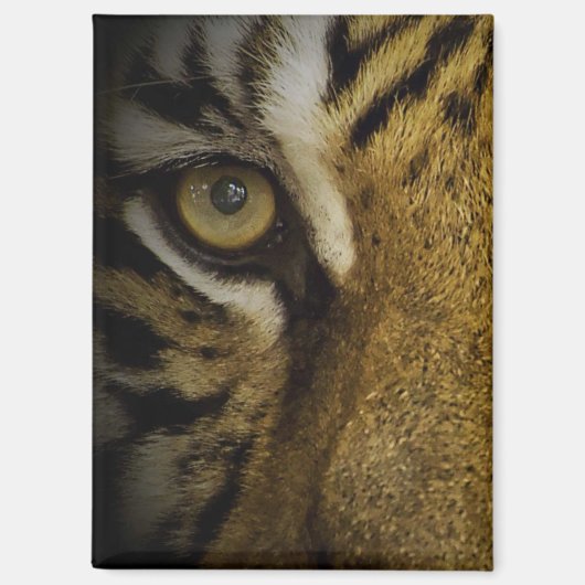In het oog van een tijger magneet (Voorkant)