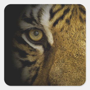 In het oog van een tijger vierkante sticker