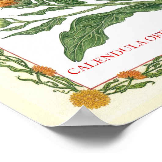 In het Poster Garden ~ Calendula (Hoek)