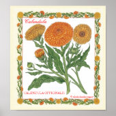 In het Poster Garden ~ Calendula (Voorkant)