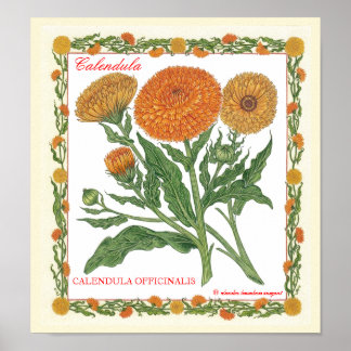 In het Poster Garden ~ Calendula
