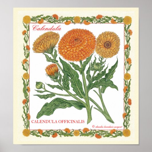 In het Poster Garden ~ Calendula (Voorkant)