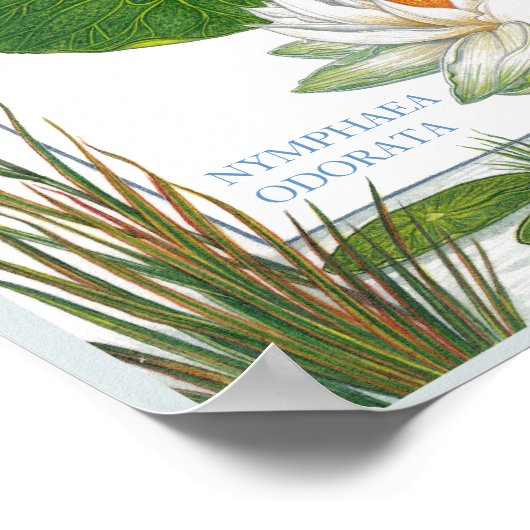 In het Poster Garden ~ Water Lily (Hoek)