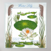 In het Poster Garden ~ Water Lily (Voorkant)