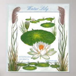 In het Poster Garden ~ Water Lily