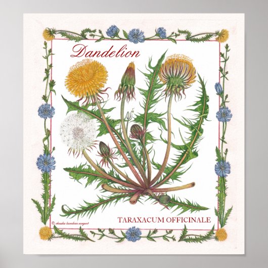 In het Poster van de tuin ~ Dandelion (Voorkant)