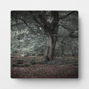 In het sprookjesbos fotoplaat