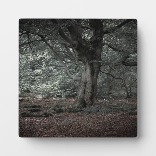 In het sprookjesbos   fotoplaat (Voorkant)