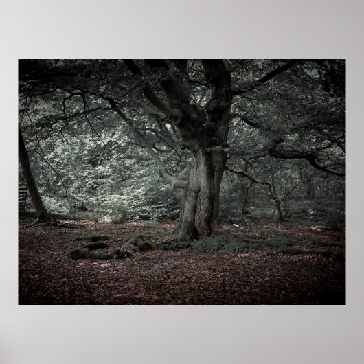 In het sprookjesbos poster (Voorkant)