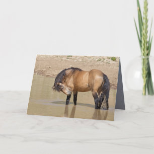 In het Waterhole Wild Horse Wenskaart Kaart