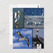 In het wild levende zeeen briefkaart (Voorkant / Achterkant)