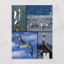 In het wild levende zeeen