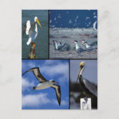 In het wild levende zeeen briefkaart (Voorkant)