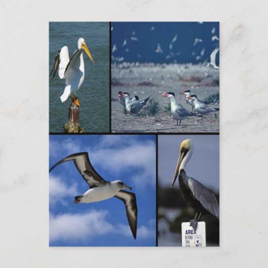 In het wild levende zeeen briefkaart (Voorkant)